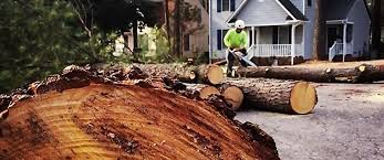 How Our Tree Care Process Works  in  Pulaski, WI