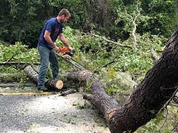 Reliable Pulaski, WI Tree Care  Solutions